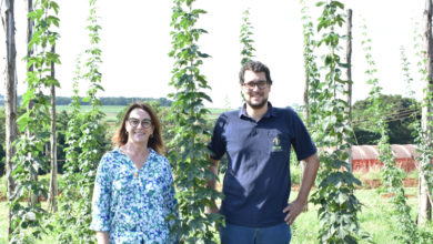 Photo of Câmpus Jaboticabal faz projeto para cultivo de lúpulo brasileiro