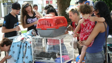 Photo of Departamento de Proteção Animal faz balanço de adoções