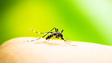 Photo of A dengue hemorrágica matou duas pessoas neste ano em Jaboticabal