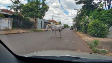 Photo of Animais de grande porte soltos nas ruas de Jaboticabal