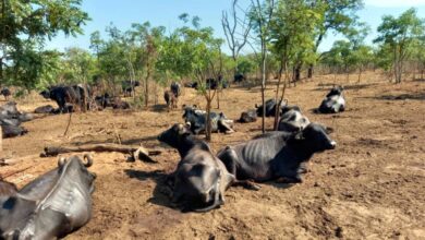 Photo of EXCLUSIVO: dono de fazenda investigado por mais de mil búfalas abandonadas diz que ‘nunca faltou água, nem comida’