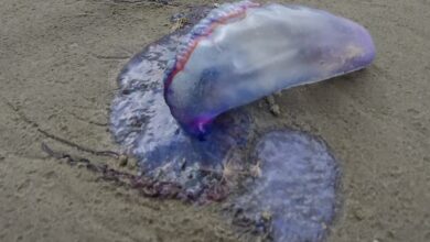 Photo of Caravelas multicoloridas que podem provocar lesões no sistema nervoso invadem praias do litoral de SP