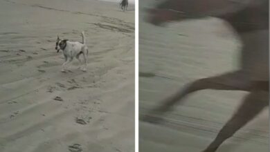 Photo of Cachorro morre e mulher fica ferida ao serem atropelados em corrida entre cavalos e motos no litoral de SP; VÍDEO