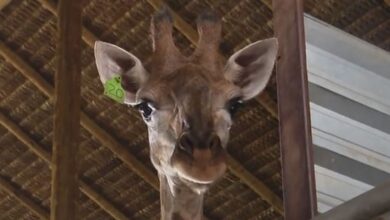 Photo of MPF recomenda que girafas importadas no Rio sejam devolvidas para a África do Sul; Ibama assume cuidado dos bichos