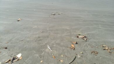 Photo of Peixes mortos na areia da praia em Peruíbe